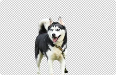 동물 이미지 배경 제거