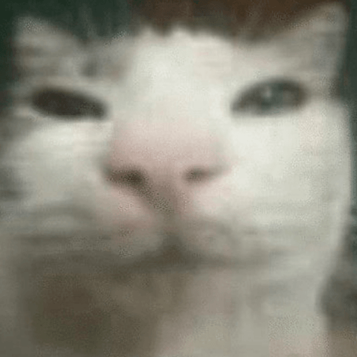 귀영운 고양이 밈